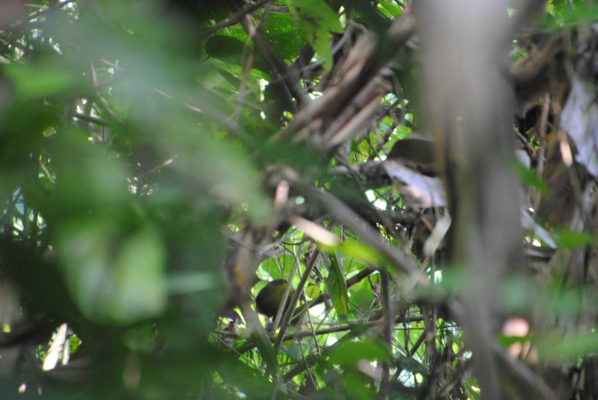 Dusky-faced Tanager - ML644568278