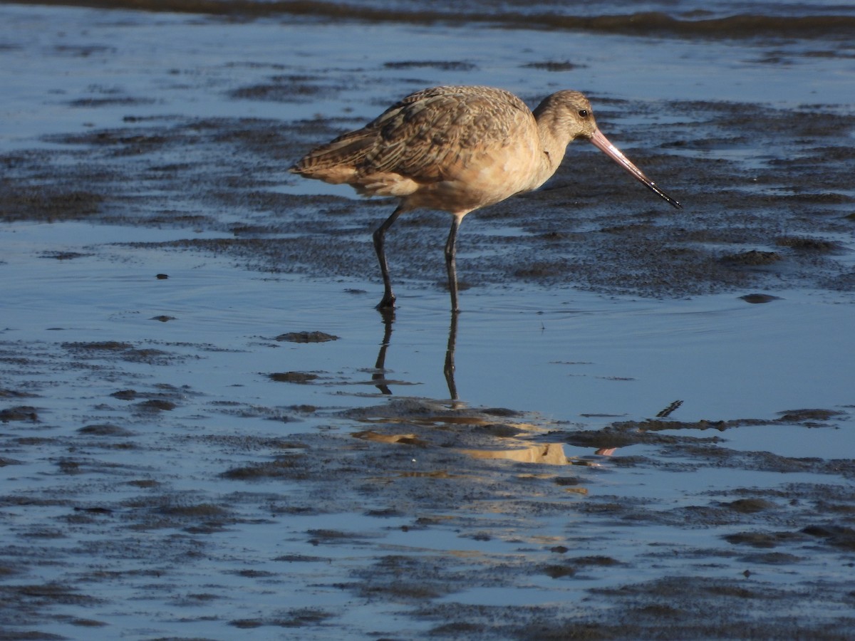 Marbled Godwit - ML644568300