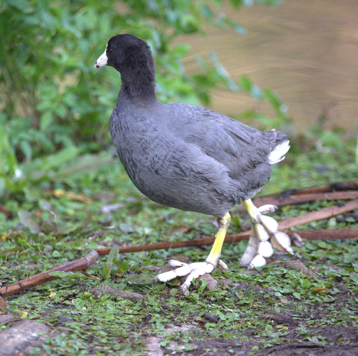 Kopetazuri amerikarra - ML644568305