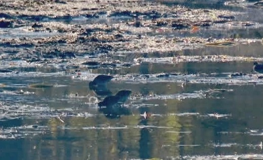 Wilson's Snipe - ML644568308