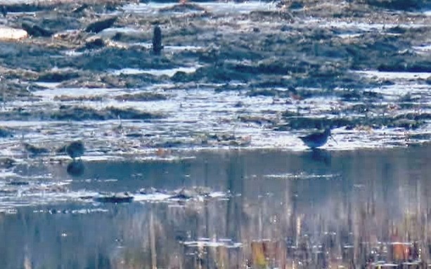 Wilson's Snipe - ML644568309