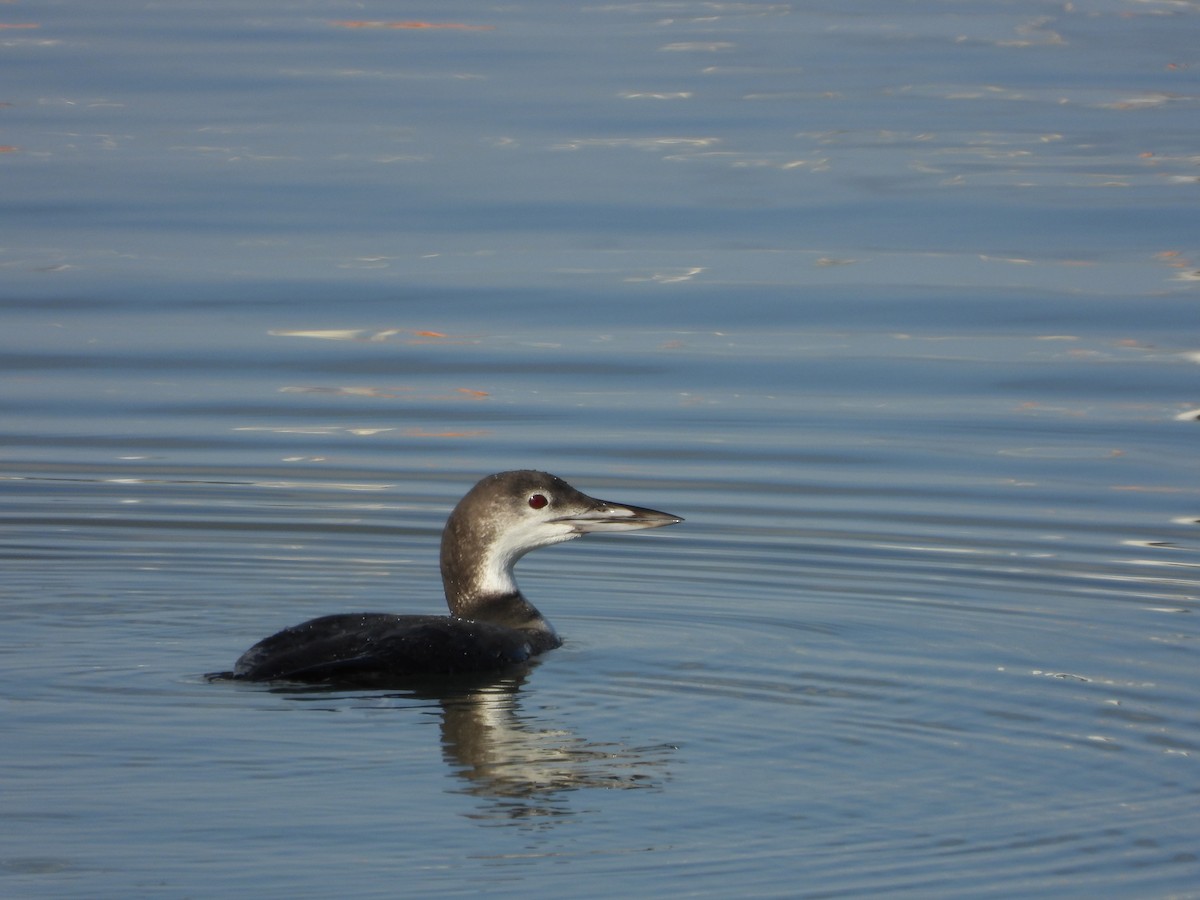 Common Loon - ML644568310
