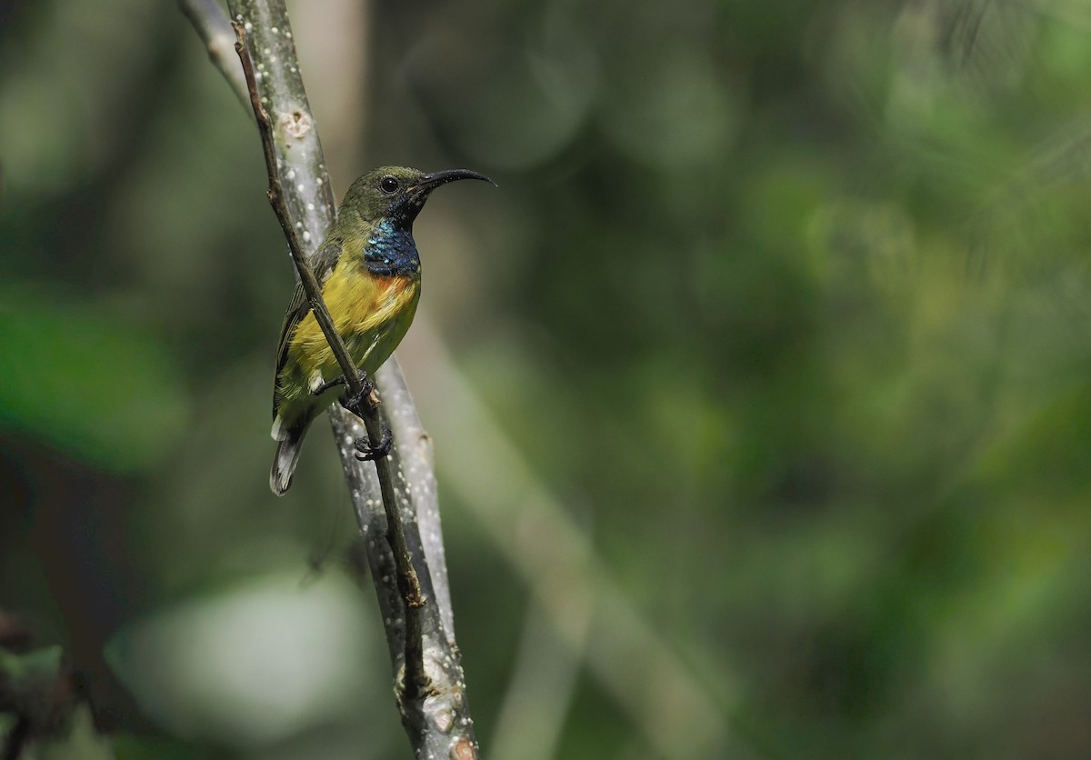 sumbasolfugl - ML644568317