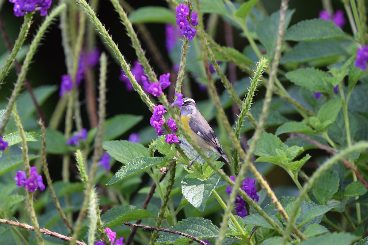 Sucrier à ventre jaune - ML644568319