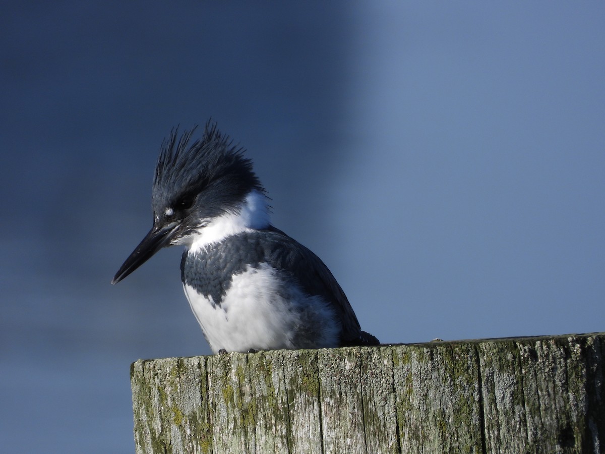 Belted Kingfisher - ML644568320