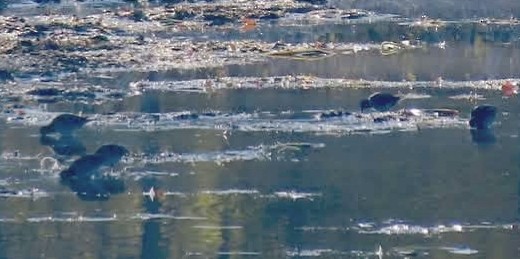 Wilson's Snipe - ML644568328