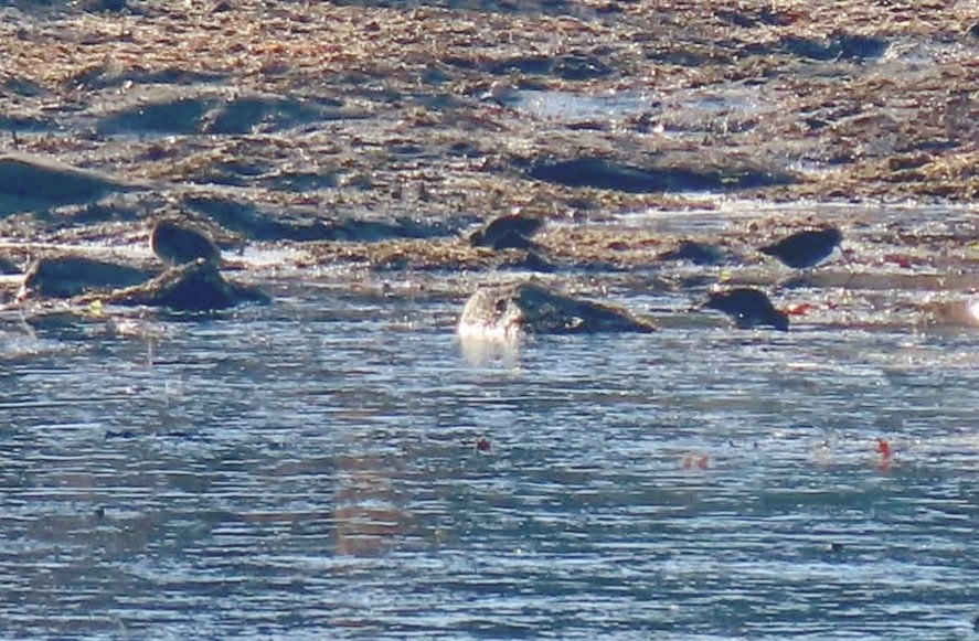 Wilson's Snipe - ML644568329