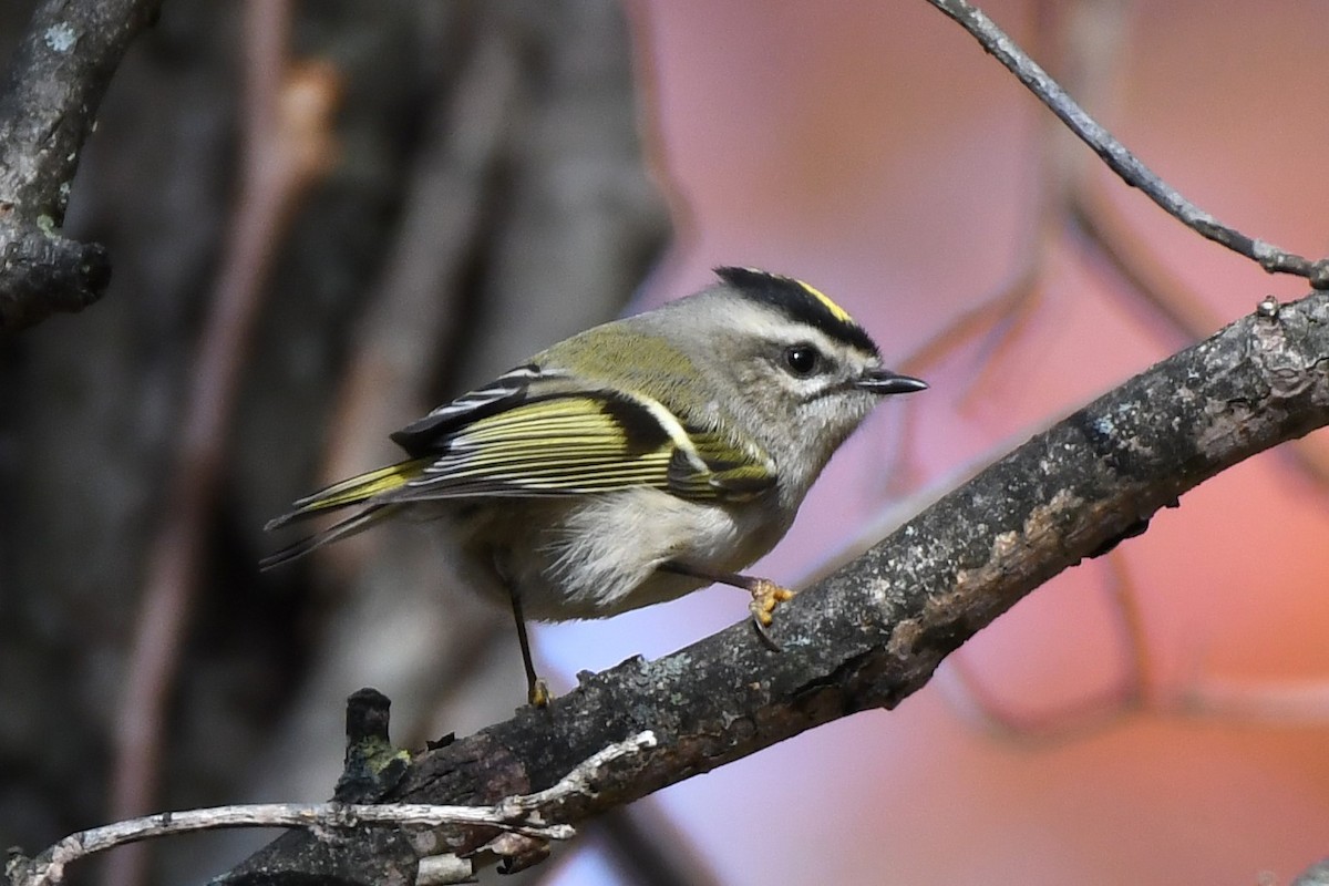 Золотомушка світлоброва - ML644568346