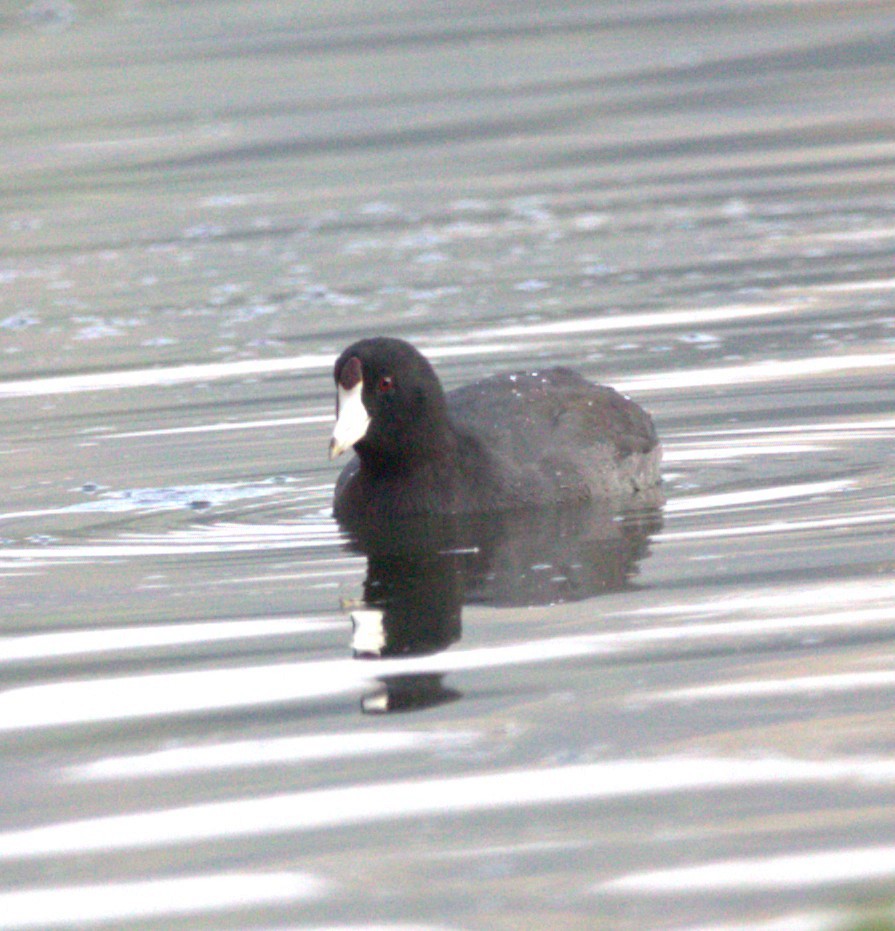 Kopetazuri amerikarra - ML644568348