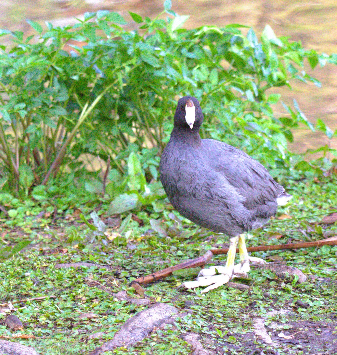 Kopetazuri amerikarra - ML644568349