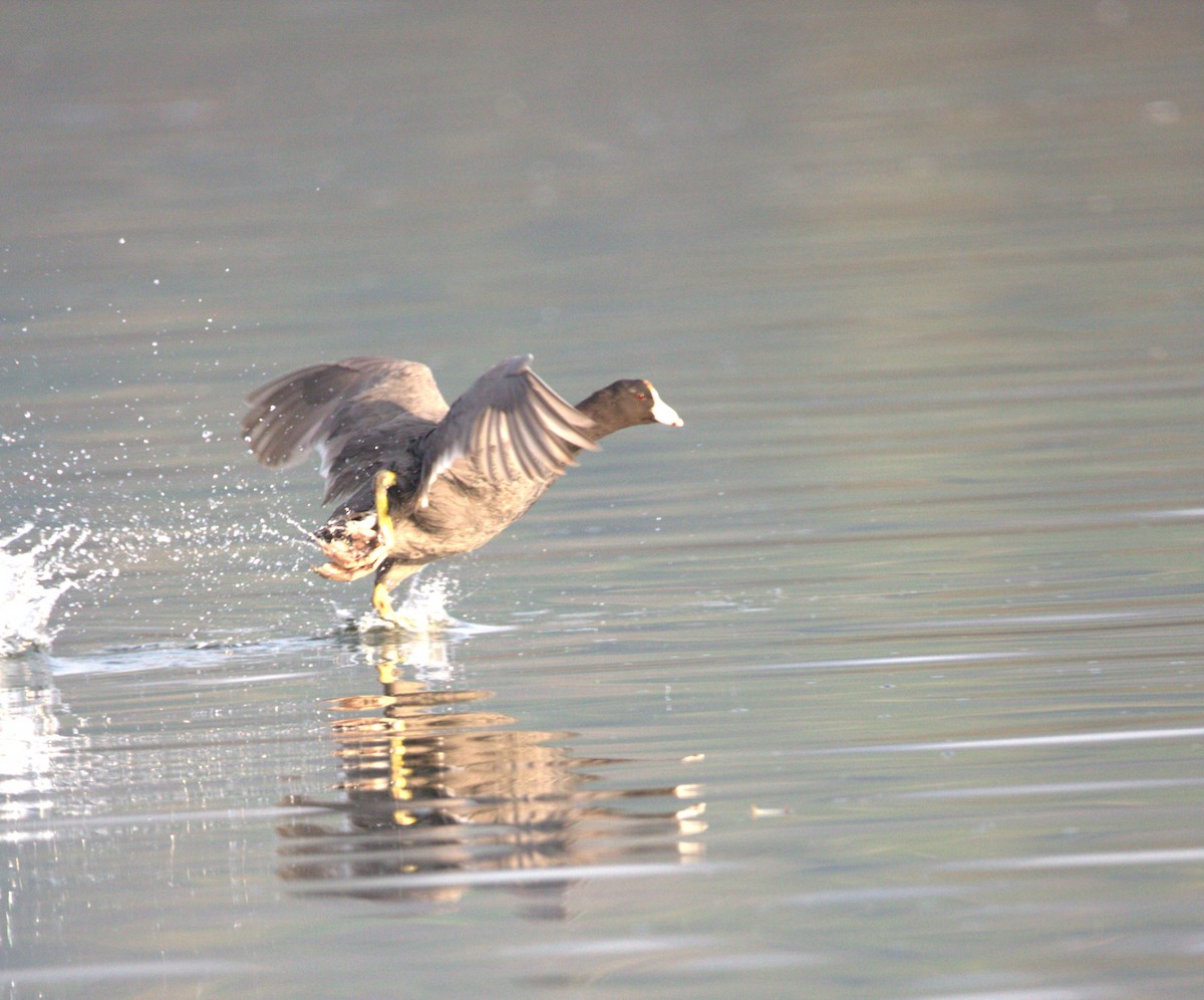 Kopetazuri amerikarra - ML644568350