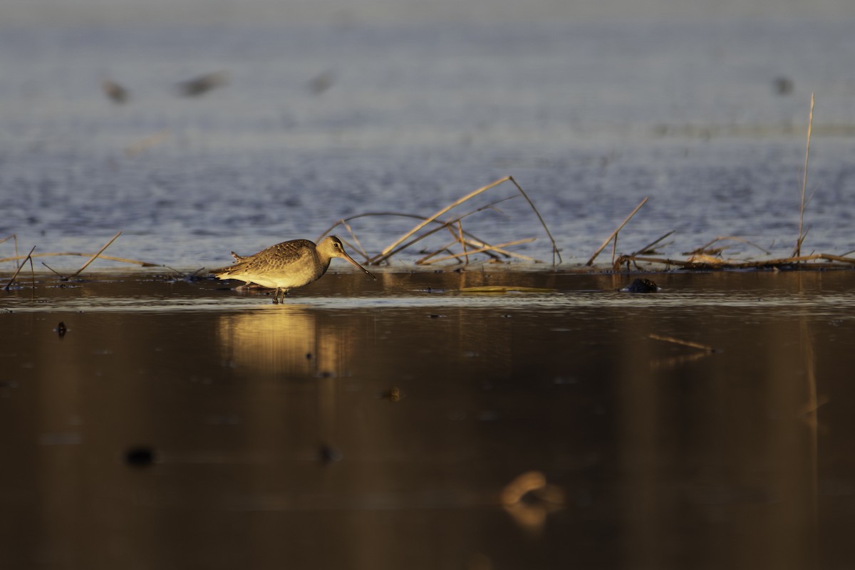 Hudsonian Godwit - ML644568356