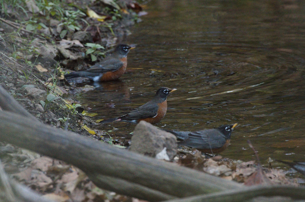 Wanderdrossel - ML644568358