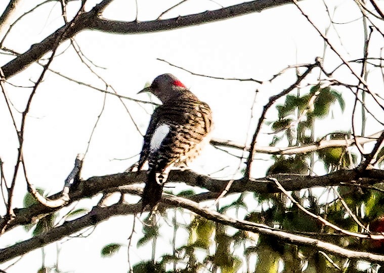 Northern Flicker - ML644568359
