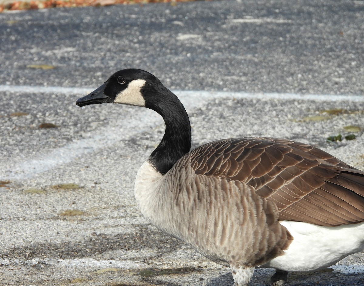 Казарка канадська - ML644568360