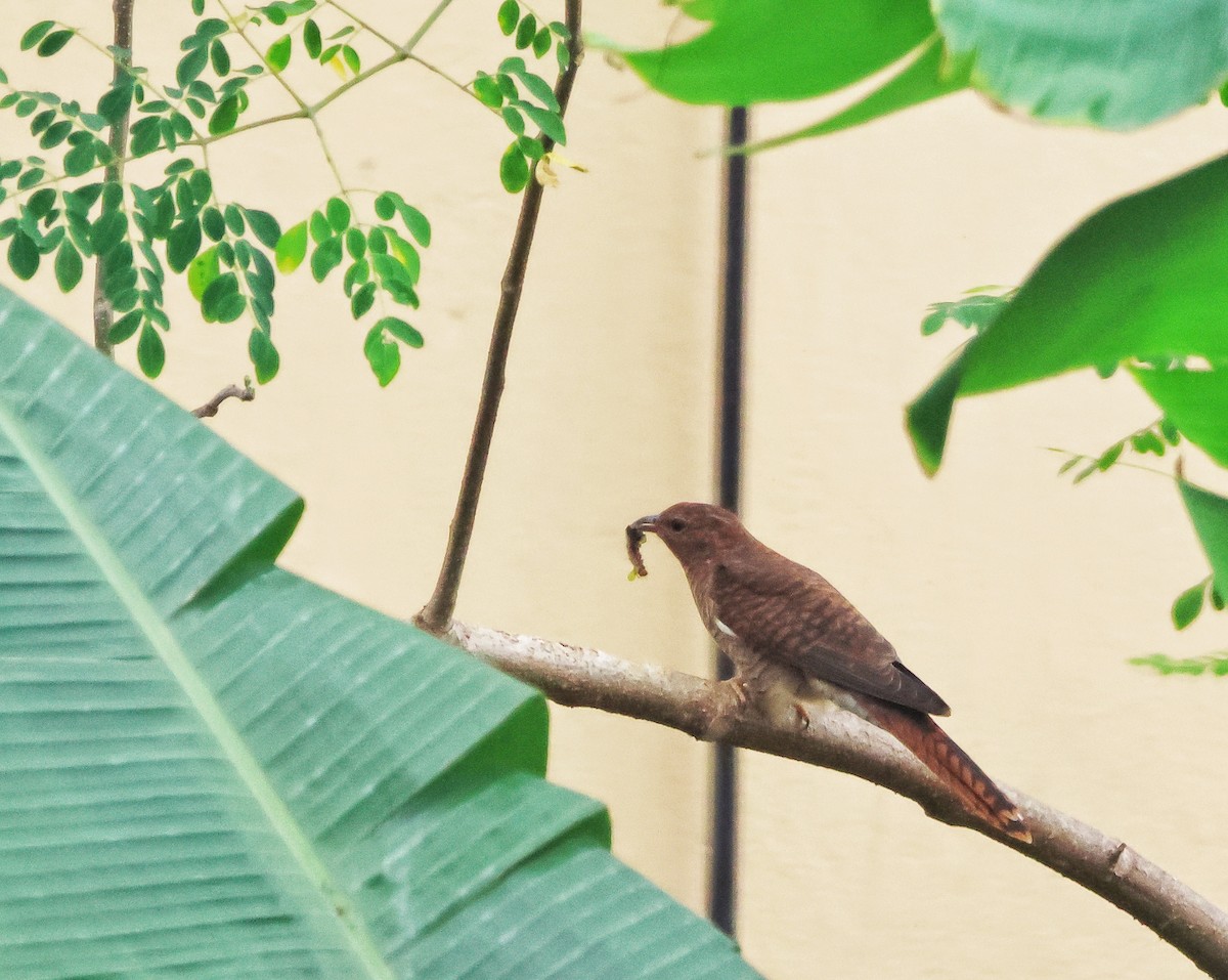 ヒメカッコウ - ML644568363