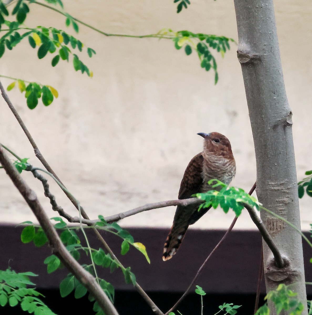 ヒメカッコウ - ML644568364