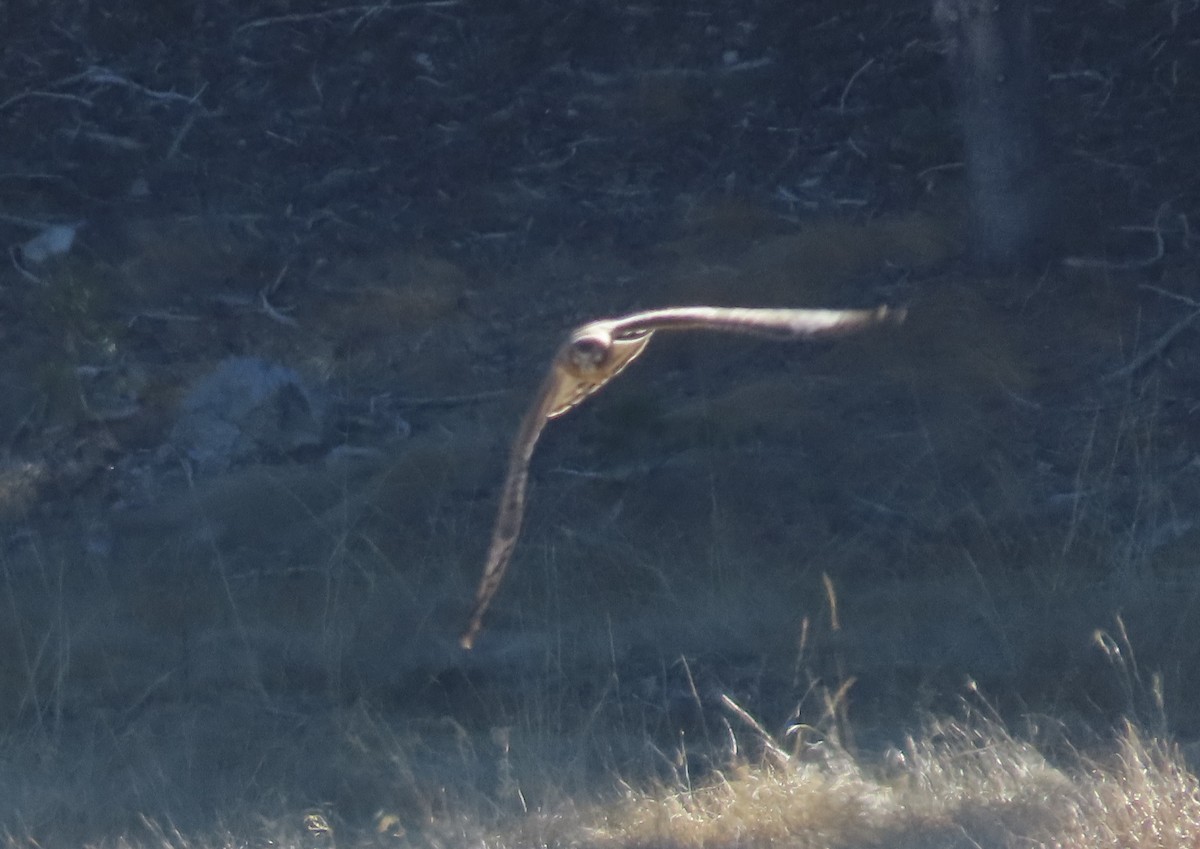 Hudsonweihe - ML644568372