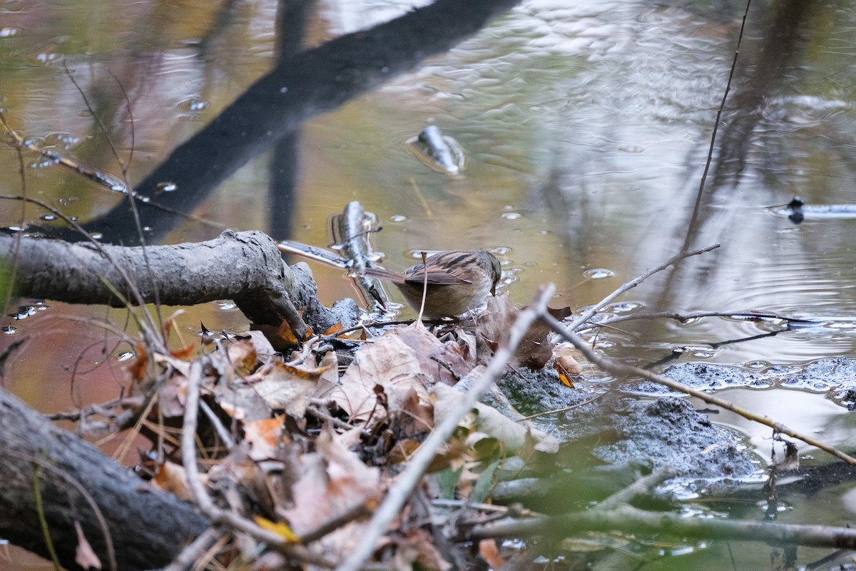 Болотная зонотрихия - ML644568377