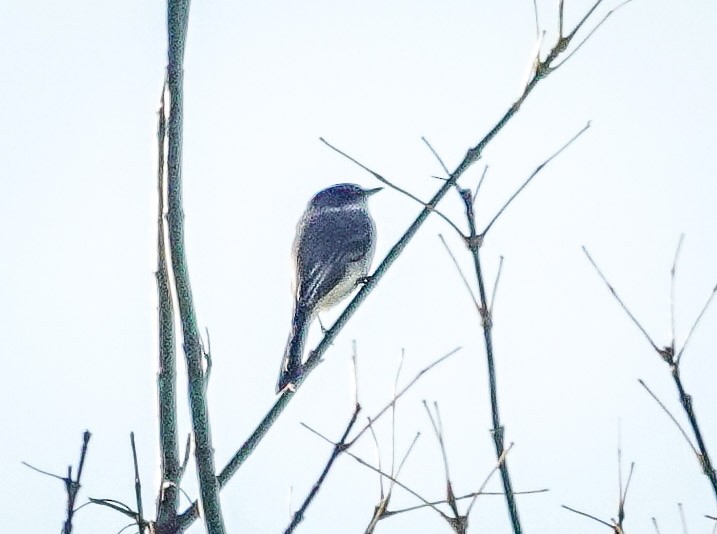 Eastern Phoebe - ML644568379