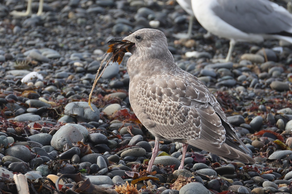 Glaucous-winged Gull - ML644568405