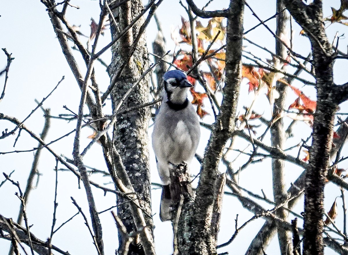 Geai bleu - ML644568406