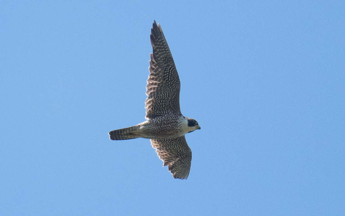 Peregrine Falcon - ML644568408