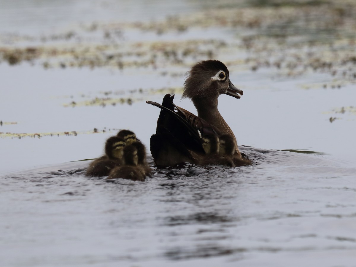 Wood Duck - ML64456841