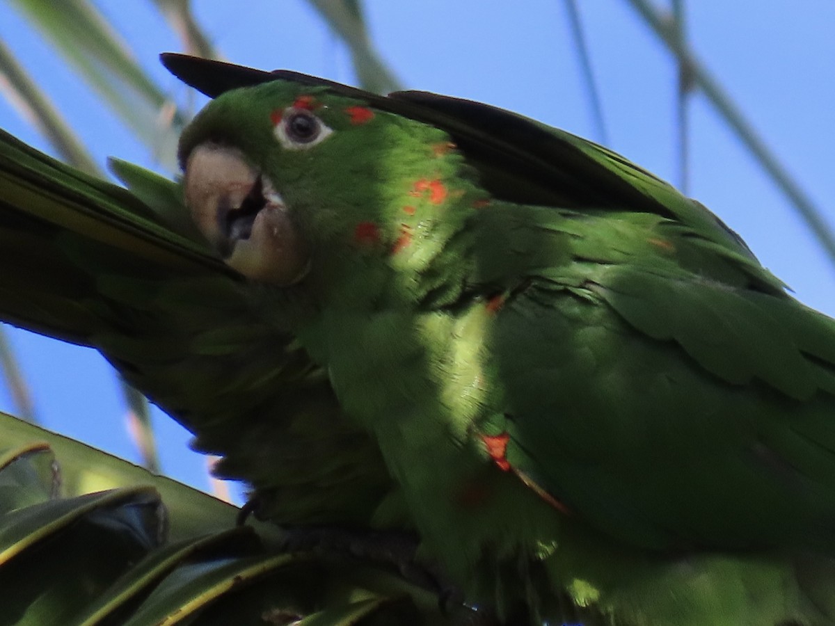 White-eyed Parakeet - ML644568412