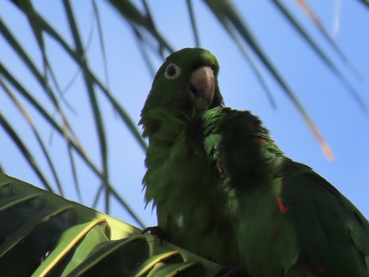 White-eyed Parakeet - ML644568413