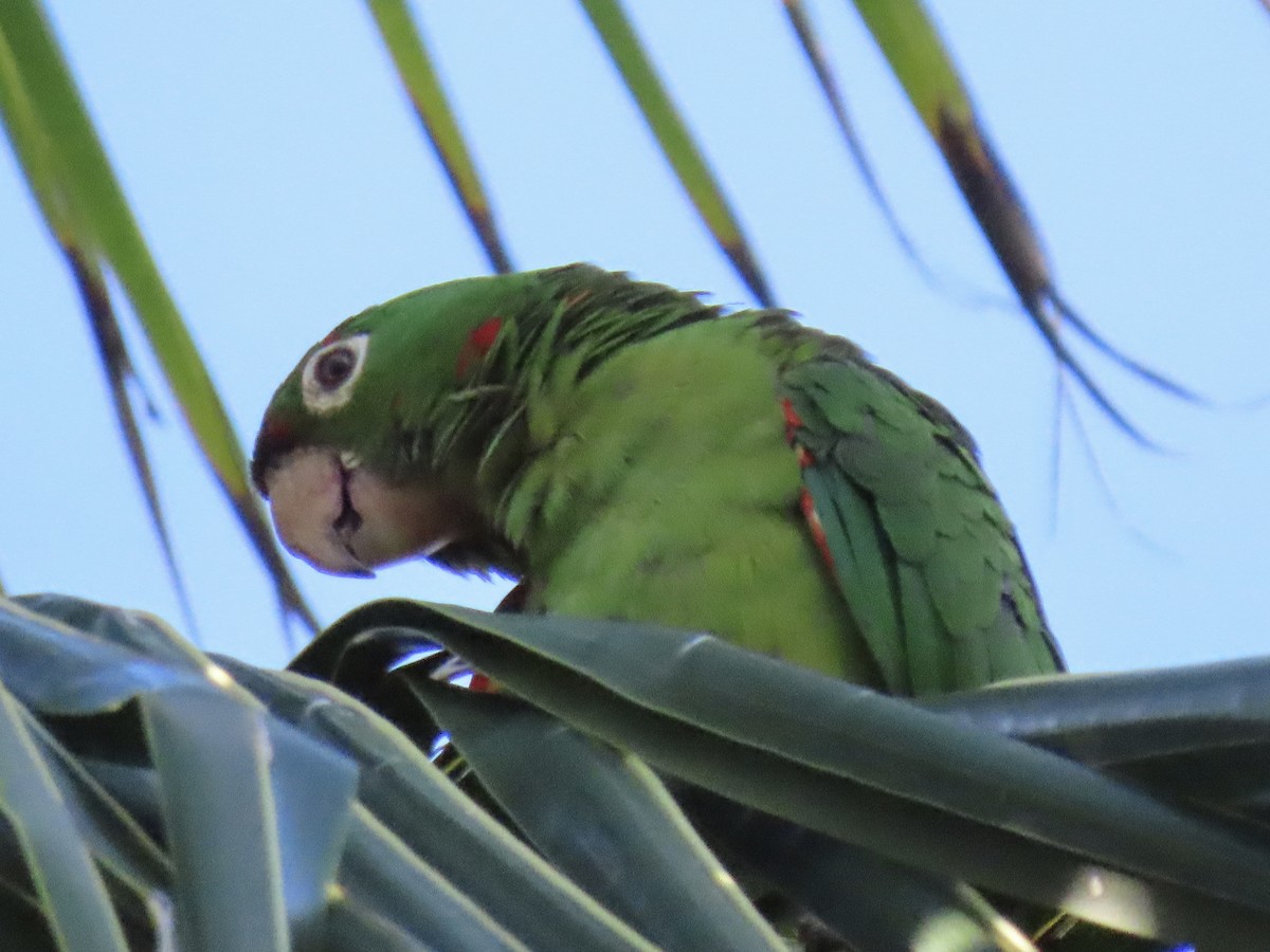 White-eyed Parakeet - ML644568414