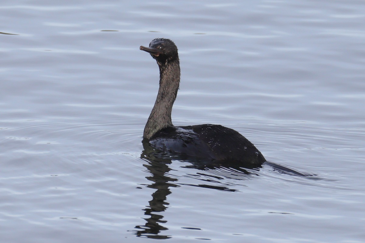 Pelagic Cormorant - ML644568420
