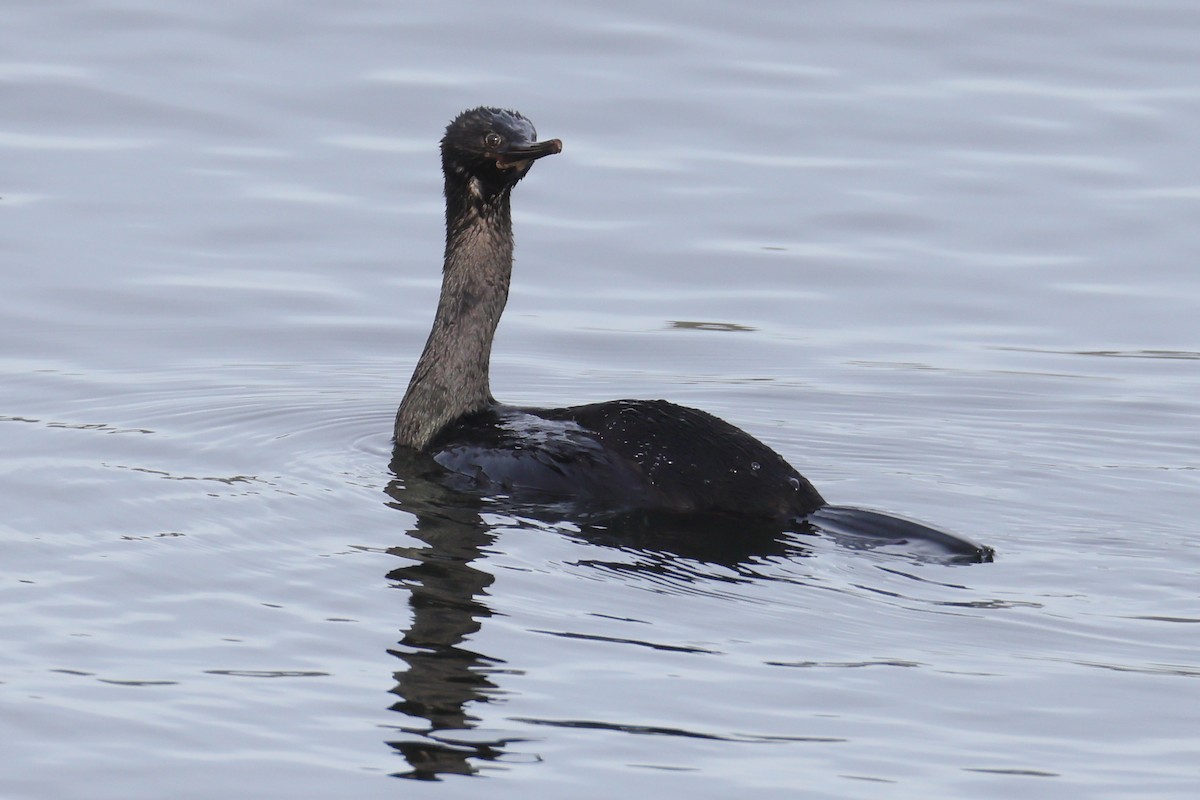 Pelagic Cormorant - ML644568421