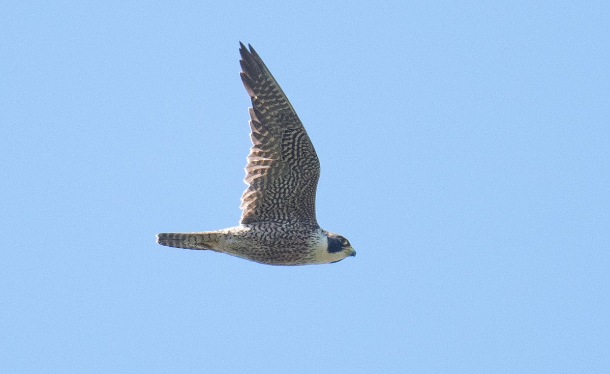 Peregrine Falcon - ML644568422