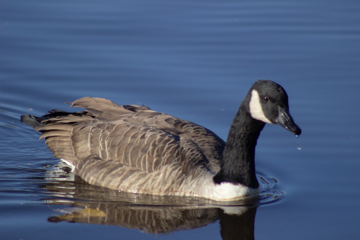 Казарка канадська - ML644568423