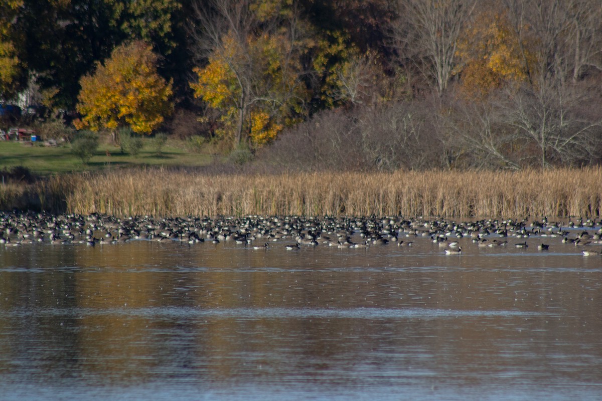 Казарка канадська - ML644568424