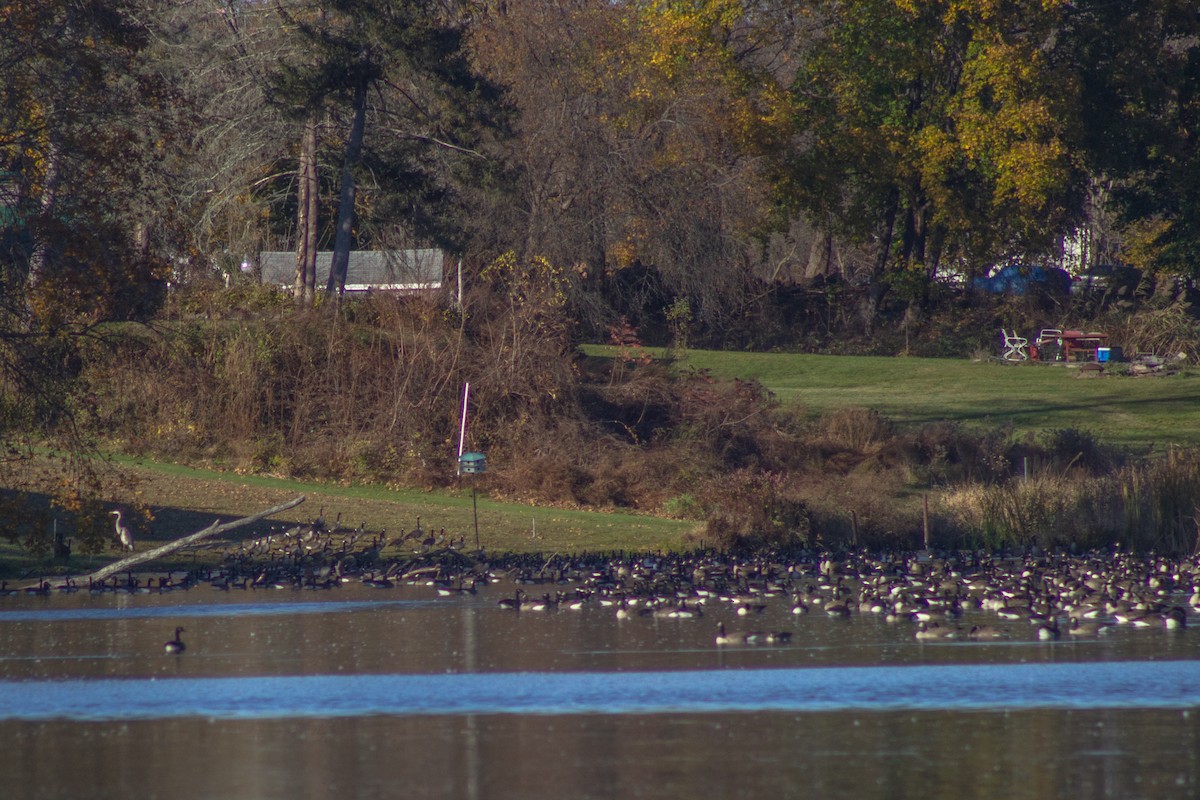 Казарка канадська - ML644568425