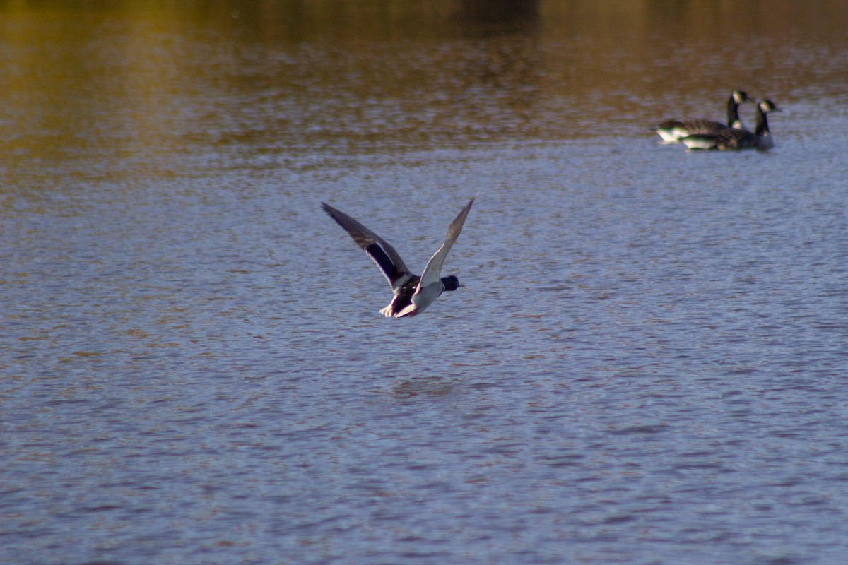 Зэрлэг нугас - ML644568427