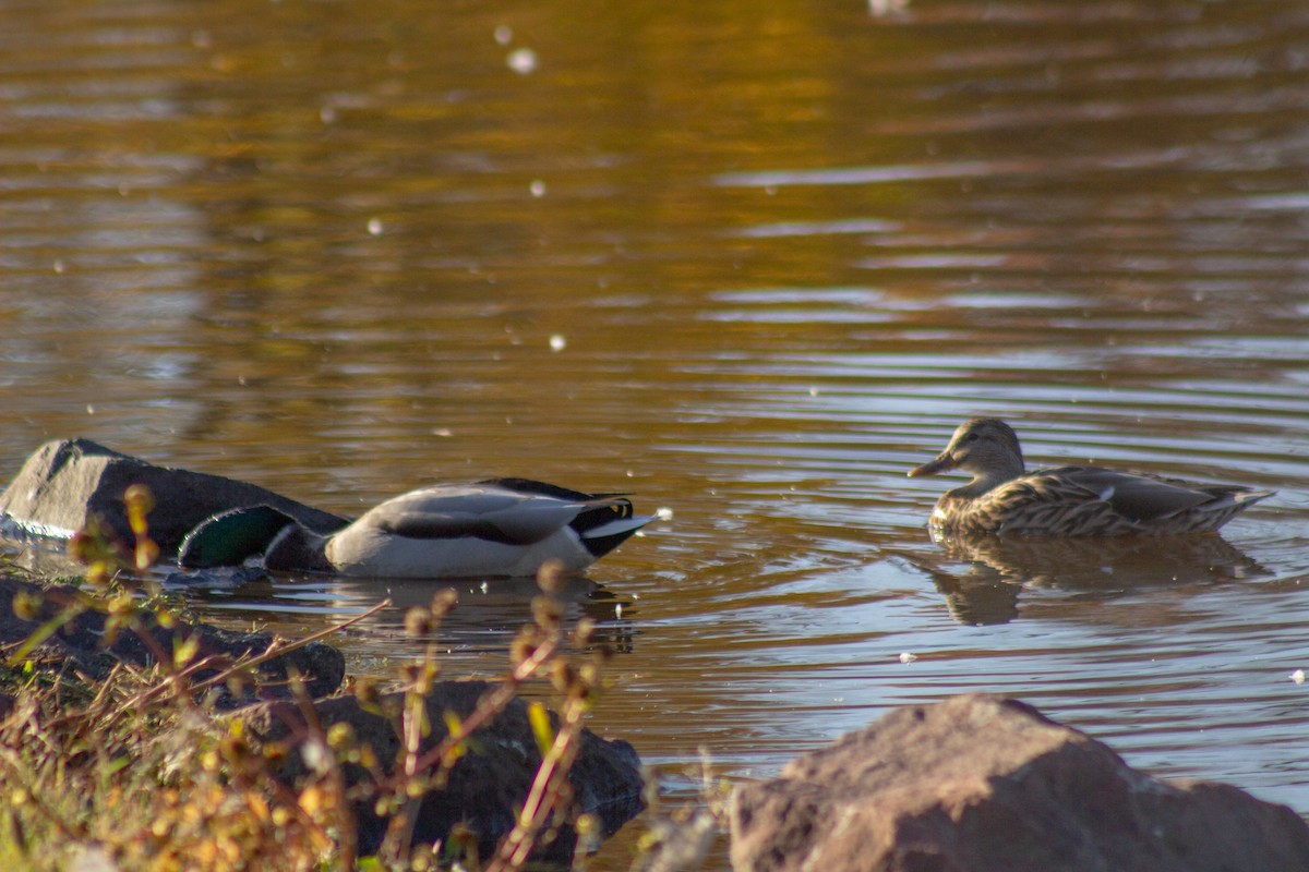 Зэрлэг нугас - ML644568430