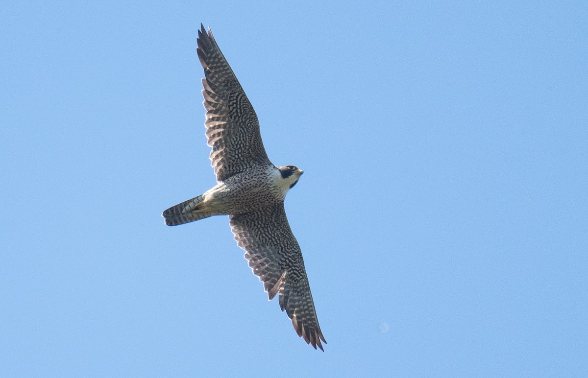 Peregrine Falcon - ML644568438