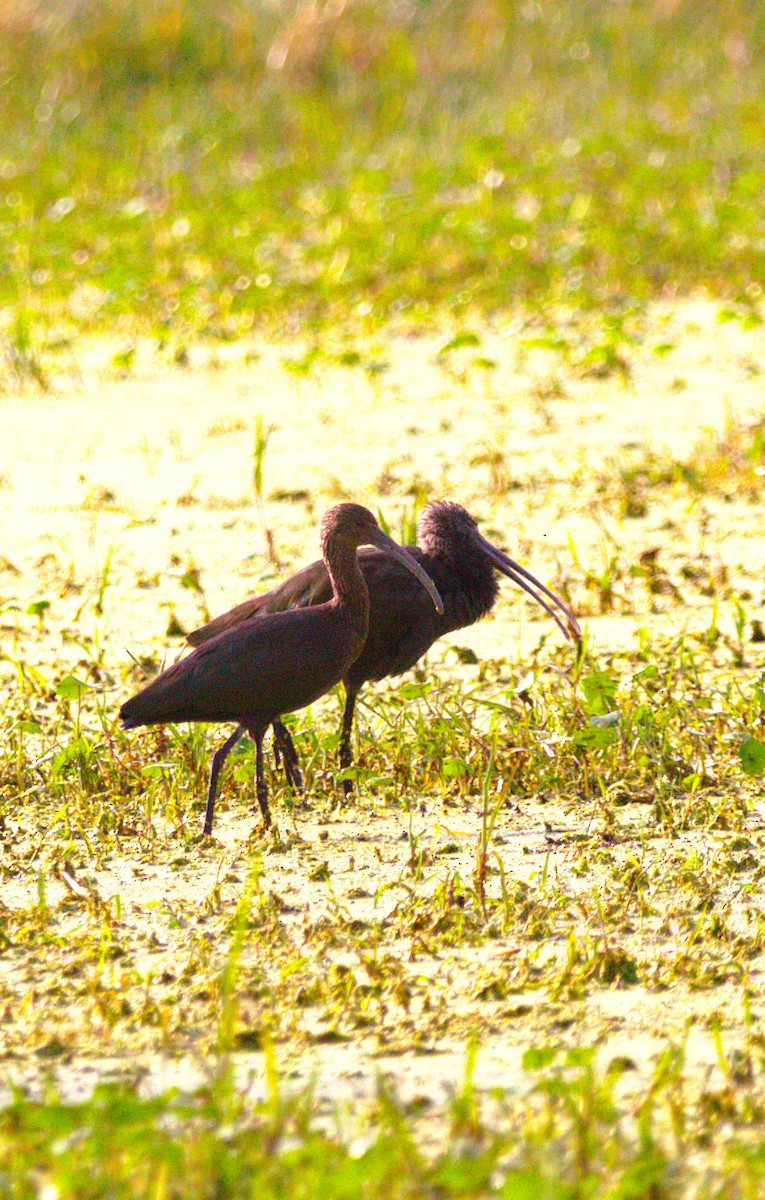 Beltzaran musuzuria - ML644568443