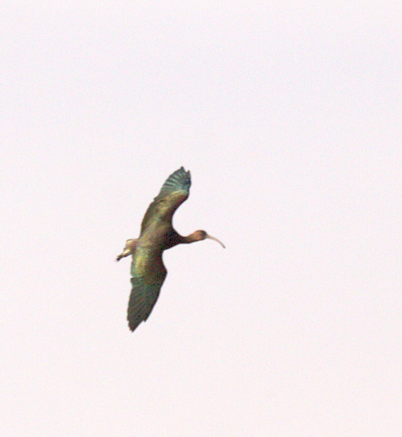 Beltzaran musuzuria - ML644568444