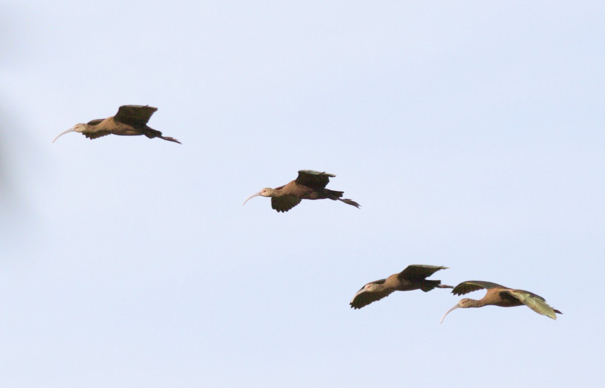 Beltzaran musuzuria - ML644568445