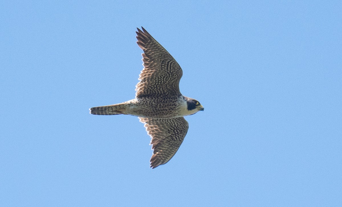 Peregrine Falcon - ML644568455