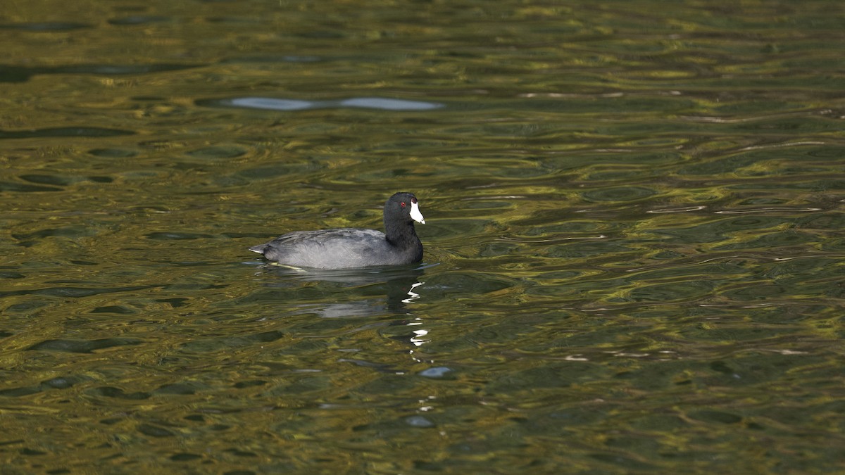 American Coot - ML644568457