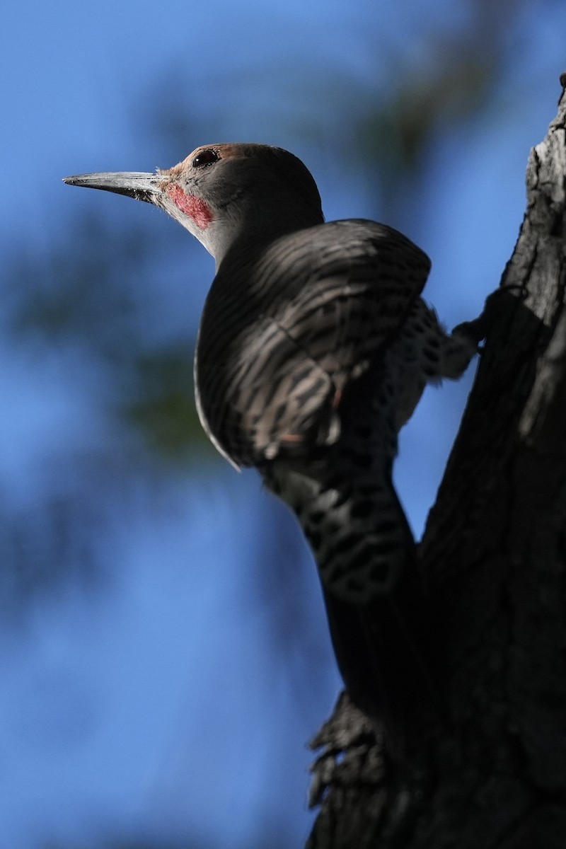 Northern Flicker (Red-shafted) - ML644568458