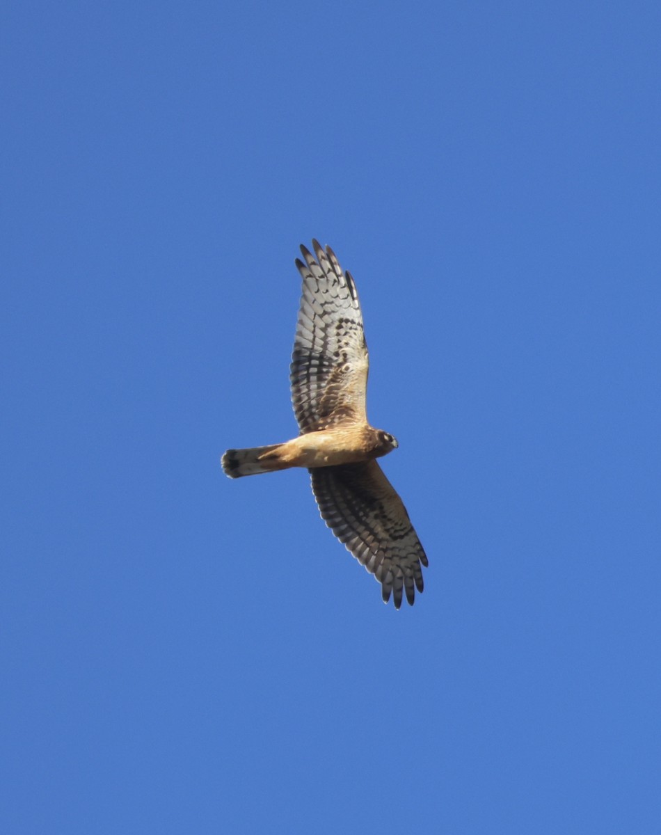 Hudsonweihe - ML644568459