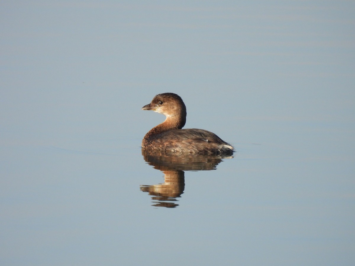 Pied-billed Grebe - ML644568460