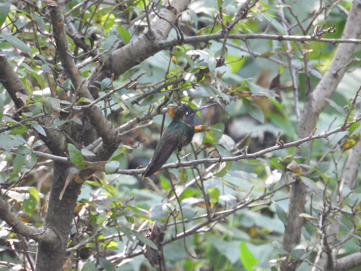 Rivoli's Hummingbird - ML644568461