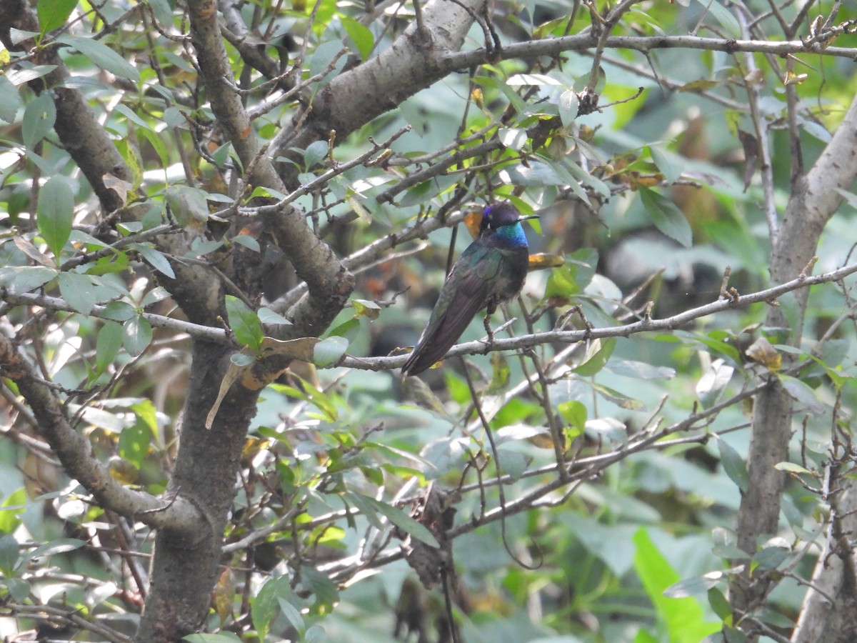 Rivoli's Hummingbird - ML644568462